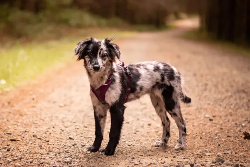 Ramble harness Lilla